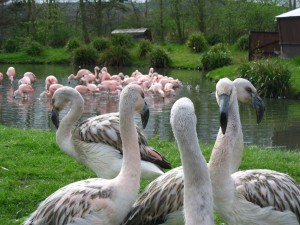 The chicks get used to their new surroundings