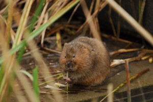 Water vole researcher Rowenna Baker and students from Brighton University will be surveying the Mill Stream for descendants of voles released onto the WWT reserve in 2005.