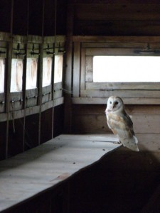 Barn owl by Leigh Marshall