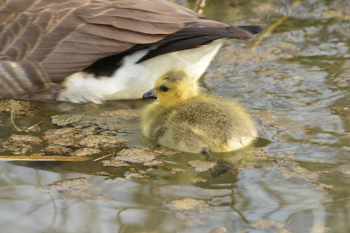 Young Canada gosling follows its mother down the main ditch beside the long path.