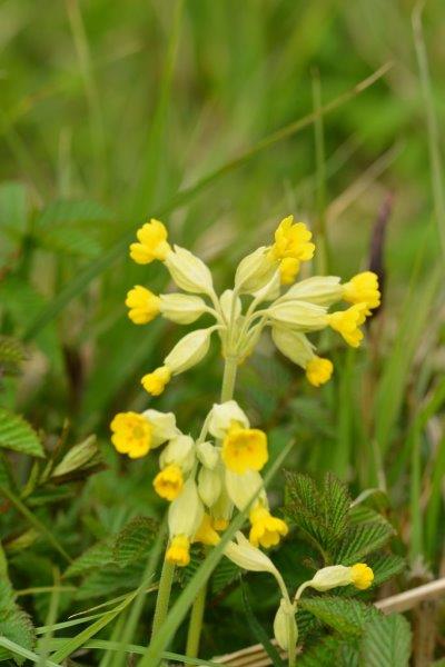 Cowslip in flower in the wet meadow beside Wetlands Discovery.
