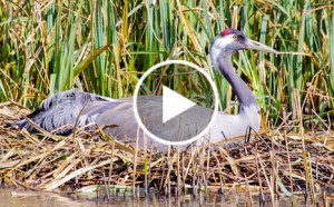 Click to watch crane webcam