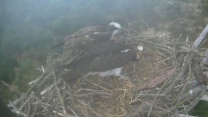 feeding chick 1