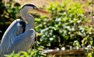 Grey heron