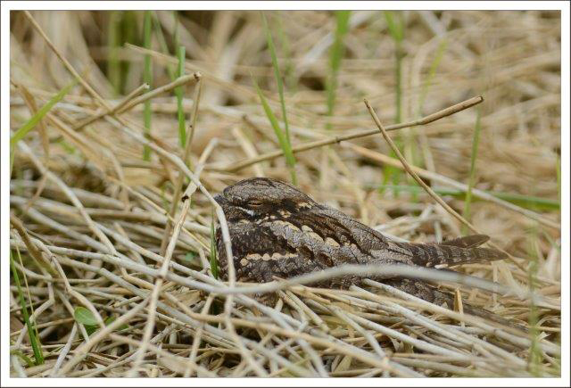 This nightjar was returning from Africa when it dropped into our reedbed to rest for the day. Photo by David Barrett.