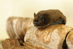 Pipistrelle bat by Amy Lewis