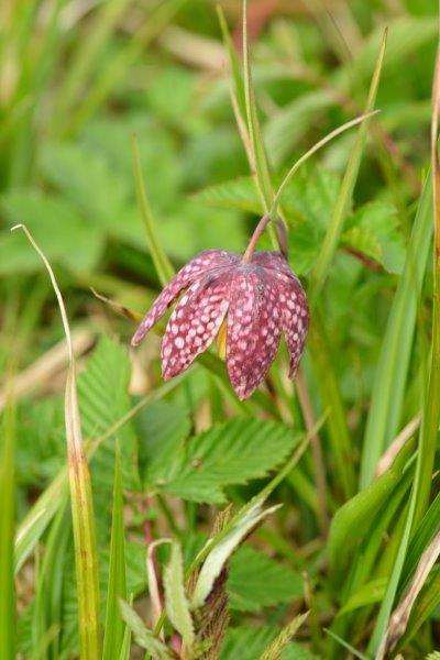 Snake's head fritillary 