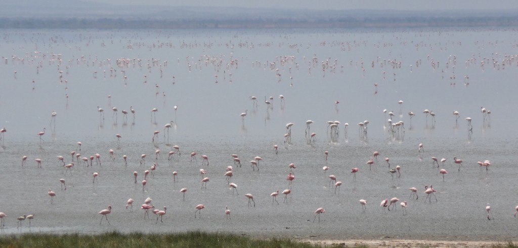 A wild flamingo flock feeds in a Rift Valley lake in East Africa. These caustic soda lakes are vital flamingo habitat. The more we know about how the birds feed and how much they need to eat, the better we are able to protect such fragile wetland habitats.