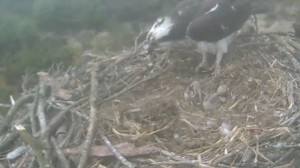 030613 mum and chicks