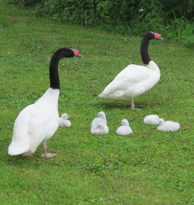 Arnie & Lara and their 6 cygnets relax on the grass.