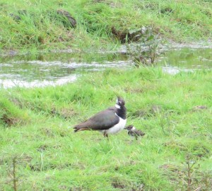 Lapwing and chick