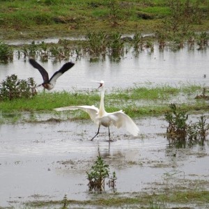 Little egret and lapwing
