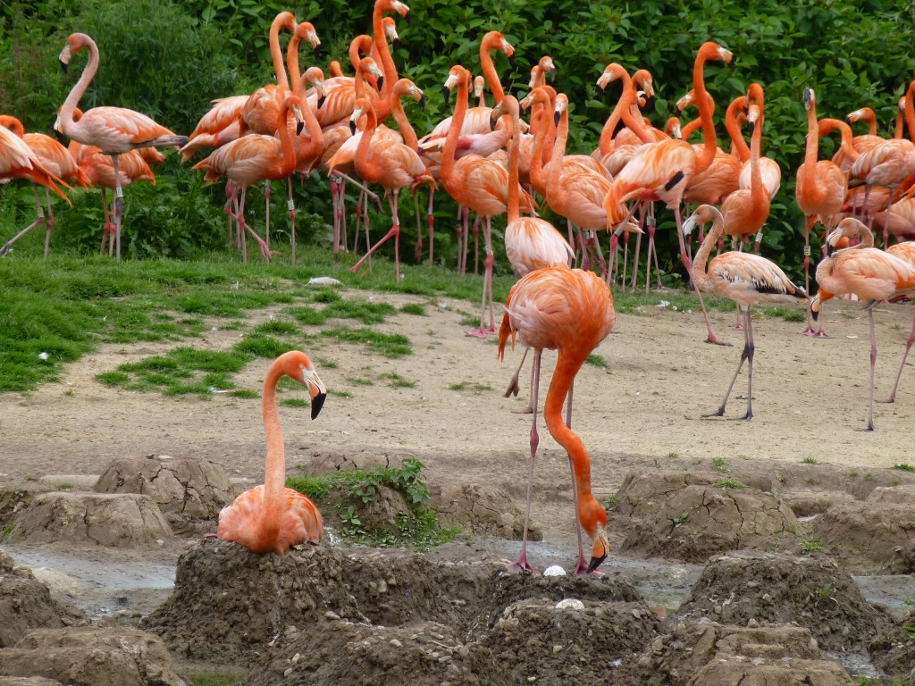 Caribbean flamingos and eggs at WWT Slimbridge. The birds are given back their own real egg to rear the chick just as it begins to hatch.