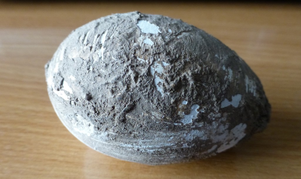 This Chilean flamingo egg is covered in the mud from the nest but the chick still develops normally inside. An unusual feature in the bird world.