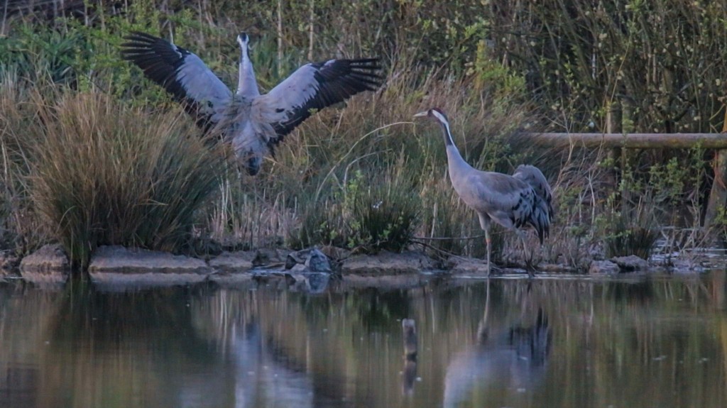 The crane pair near the nest before abandoning it on Friday (c) WWT