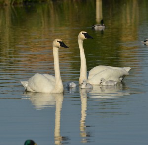 Trumpeter pair and the new cygnets that hatched May 25.