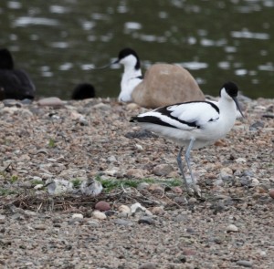 An avocet with two chicks (Ian Hamilton 2012)