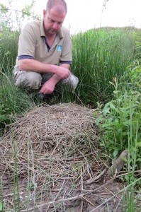 WWT staff inspect the abandoned nest. Eggshell is visible in the foreground (c) WWT