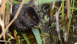 Water vole by Jane Rowe