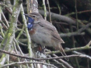 White-spotted bluethroat