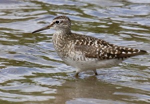 Wood Sandpiper Profile
