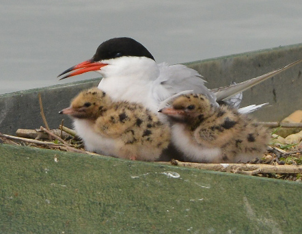 Two chicks at 5 days old with the mother on the gravel raft.