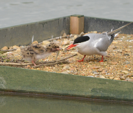 The male tern feeds a fish to one of the young chicks.