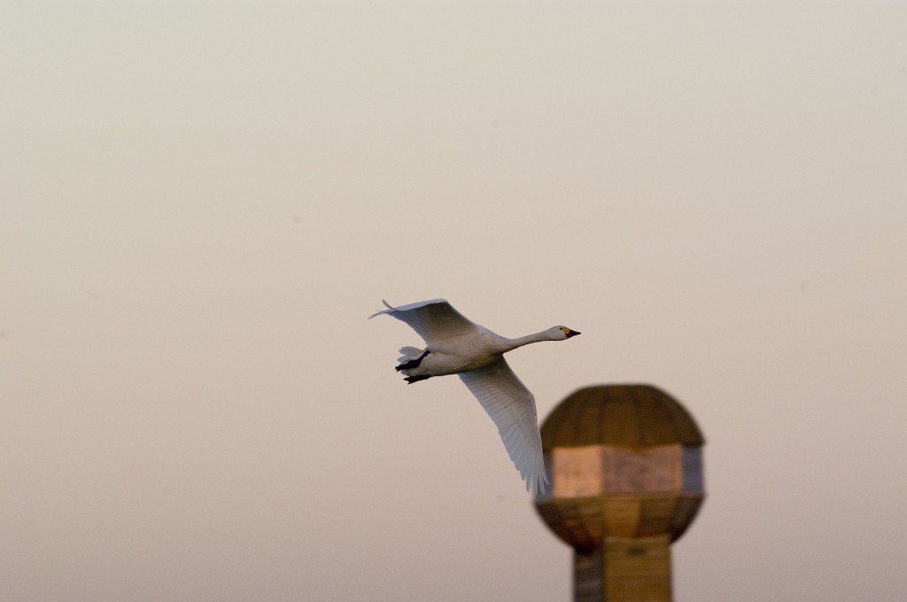 A Bewick's swan flies past Slimbridge on the Severn Estuary (c) Richard Taylor-Jones