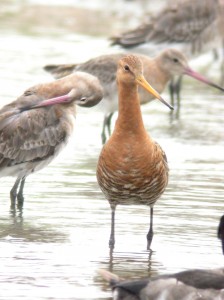 Black-tailed godwit on the estuary