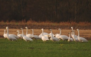 Bewick's-by-Otto-de-Vries2