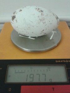 Weighing and measuring of flamingo eggs (and indeed all eggs that WWT raises in the Duckery) helps Phoebe and other aviculture staff to monitor the progress of the developing chick as incubation progresses.