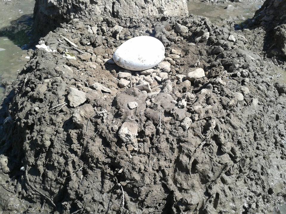 A Chilean flamingo's nest, still pure white and clean, sit a-top its mud nest mound. This egg will be carefully collected and placed in an incubator to promote the highest survival rate possible.