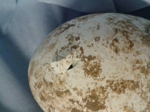 A flamingo chicks breaks through the airspace in its egg and out through the shell as it begins the long process of hatching.