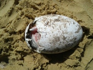 Brand new and very damp! A flamingo chick gets its first view of the world as it breaks out through the blunt end of its egg. Cool photo, hey?! 