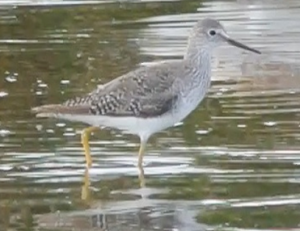 Lesser yellowlegs (Image credit: Mark Hipkin)