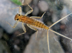 Mayfly nymph - Dave Huth