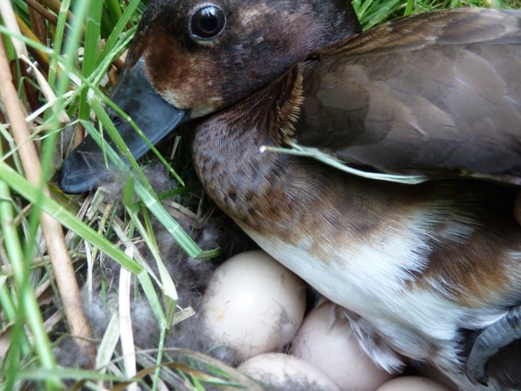 A Baers pochard female hunkering down on her nest.