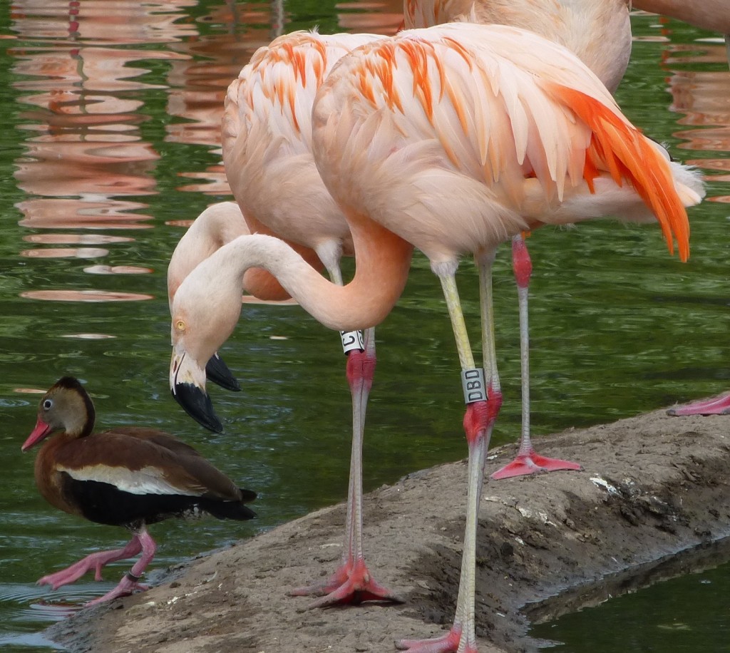 The bright orange-pink feathers that flop over the tail of this Chilean flamingo are attached to the base of its wings.