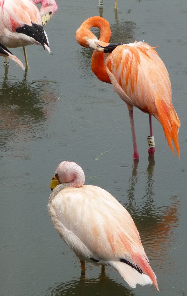 A rather soggy Mr James' and a much taller Caribbean flamingo show off their long and pointed "tail" feathers.