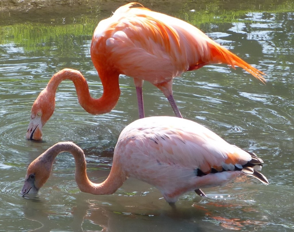 The immature, one year old, Caribbean flamingo in the front of this photo has a visible short tail. The mature adult bird at the back has his long, dropping plumes that cover his actual tail. This change in plumage happens as the birds get pinker and pinker as they grow their full adult attire. 