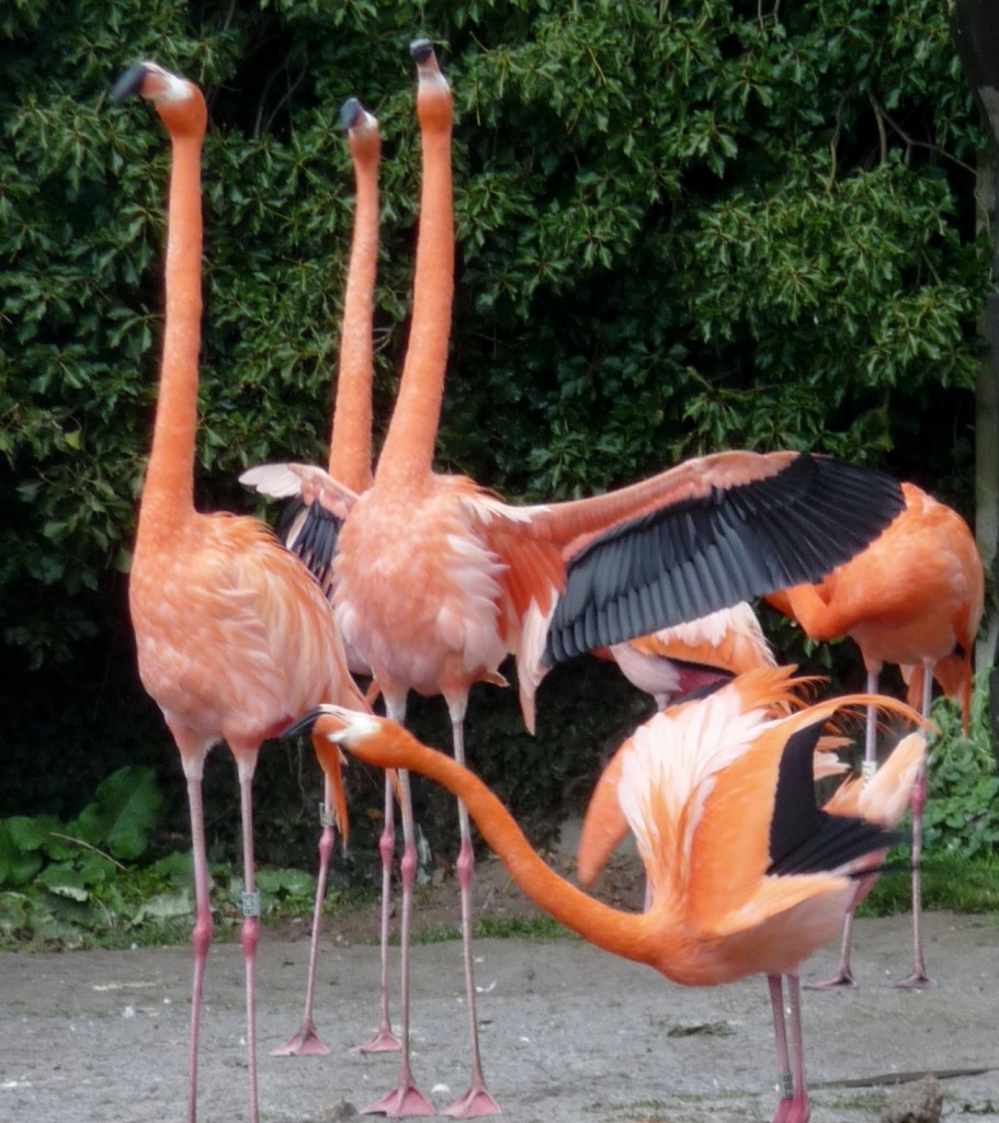 Displaying Caribbean flamingos