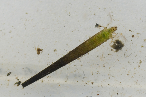 Trianodes bicolor caddis fly - Victor Heng