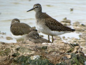 Wood Sandpiper juvenile, Tack Piece, 25 07 13 MJMcGill