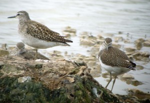Wood and Green Sandpiper juveniles, Tack Piece, MJMcGill