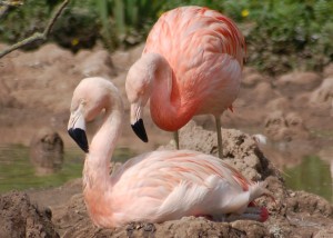 Chilean flamingos on a nest 