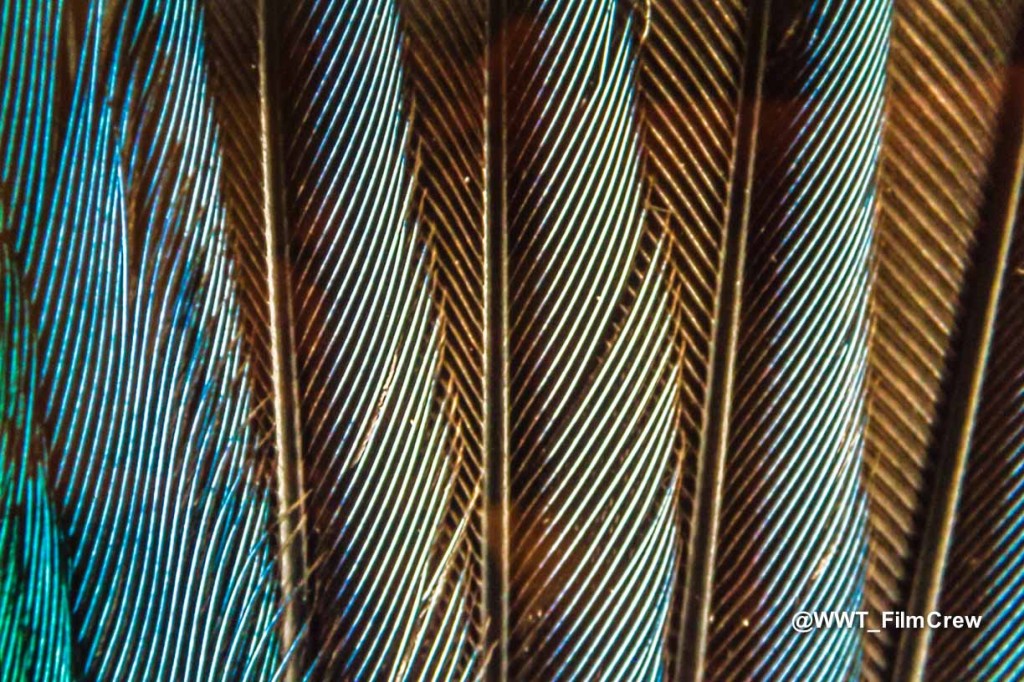 1 - King fisher feathers
