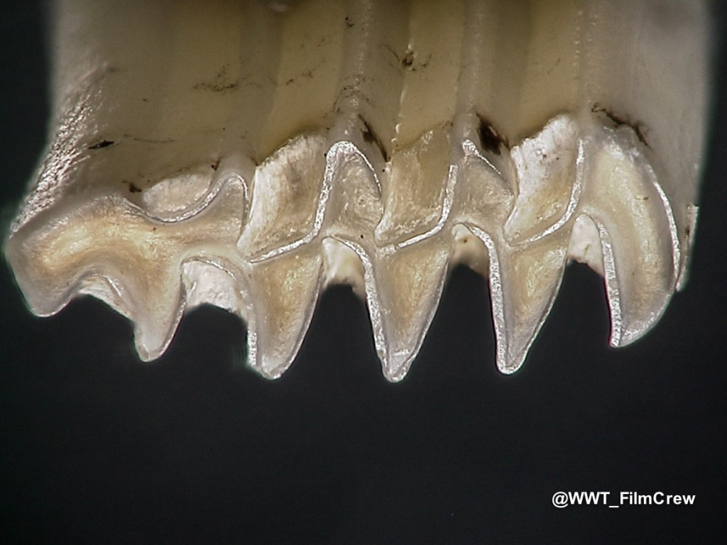 10 - Short-tailed field vole tooth (from crane poo)