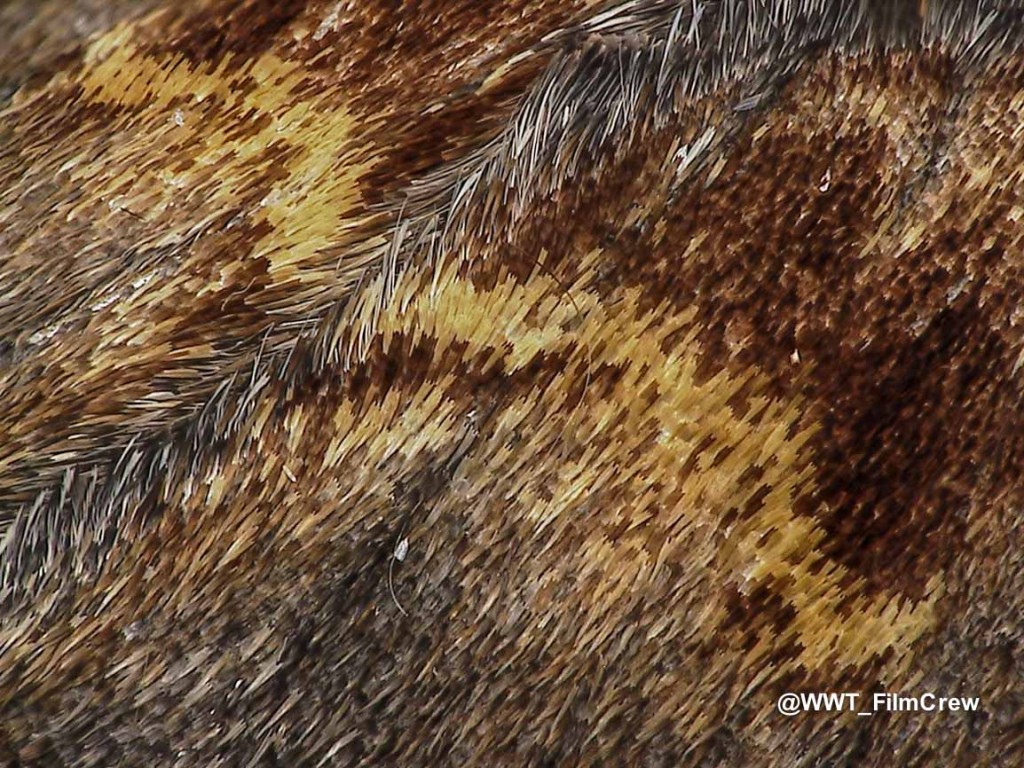11 - Iron Prominient Moth_