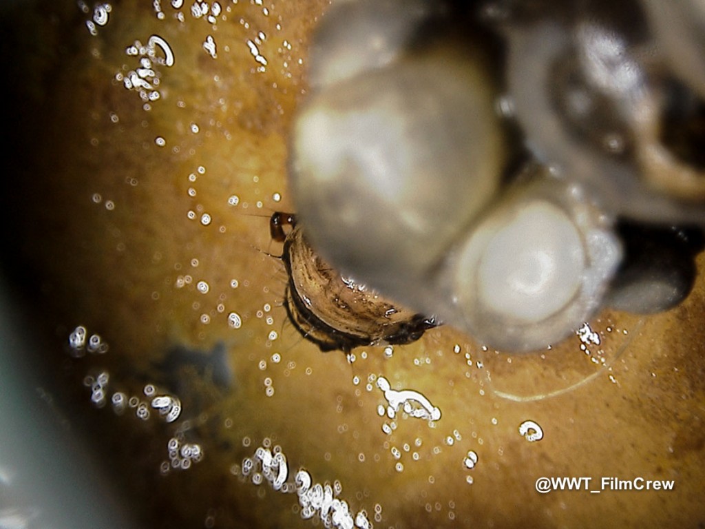 14 - Caddis fly with live snail