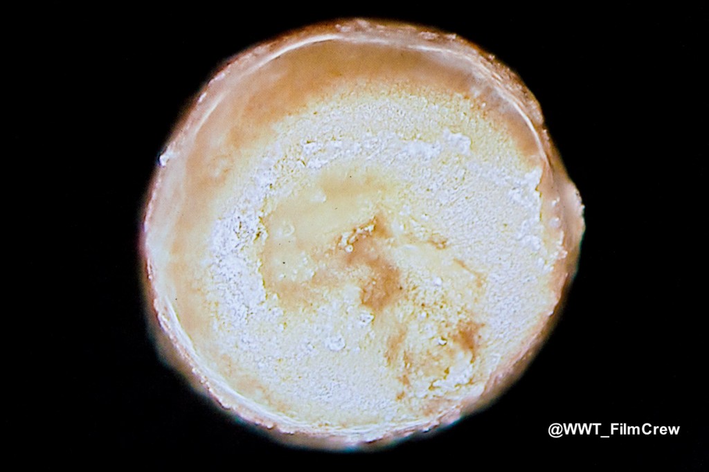 2 - Triops egg